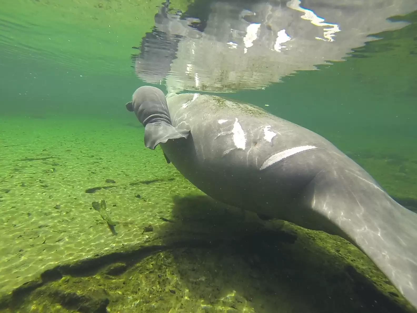 Mama manatee with marks from boat propellers